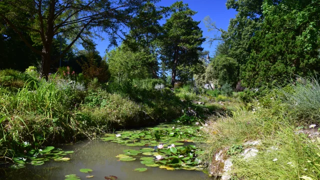 Parc Beaumont Eau Nenuphar