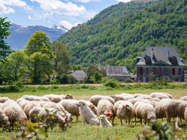 Vallée d'Ossau - Brebis et patous