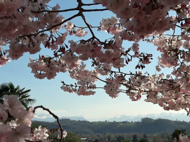 Jardin de Kofu - Pau