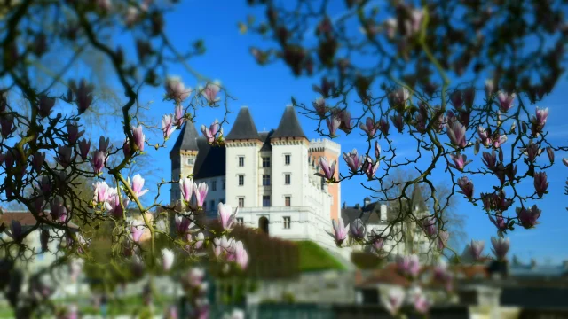 Magnolias et château de Pau