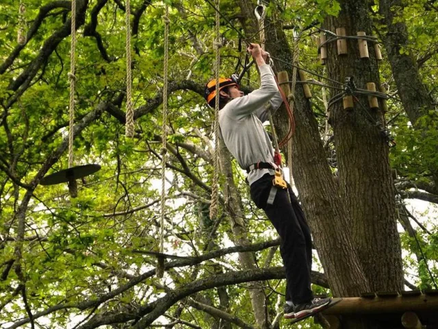 Foret Des Vert Tiges 6