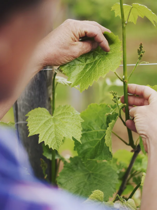 Domaine Latapy - Irène Guilhendou - Jurançon