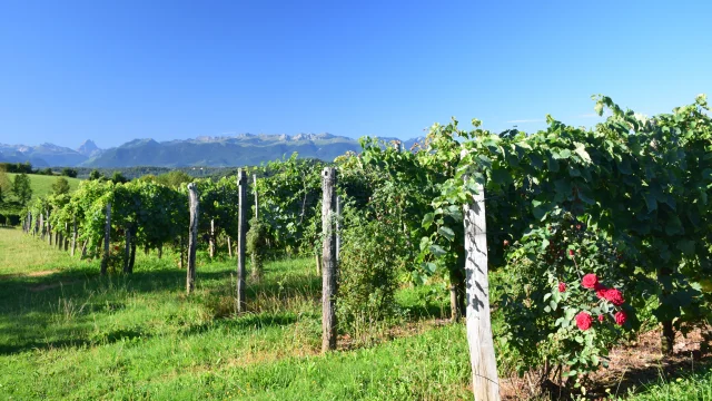 Vignes Jurancon Bearn Ossau Pyrenees Ete Pau Pyrenees Tourisme