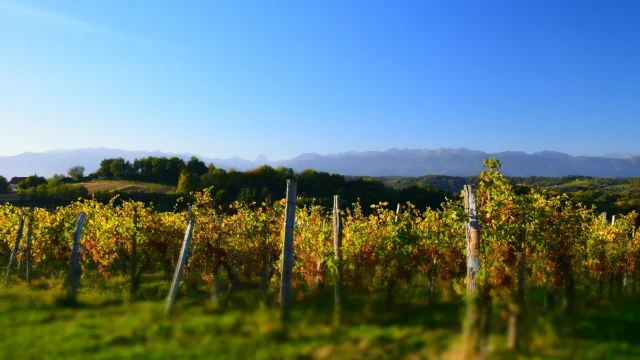 Vignoble de Jurançon