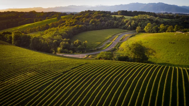 Vignoble de Jurançon