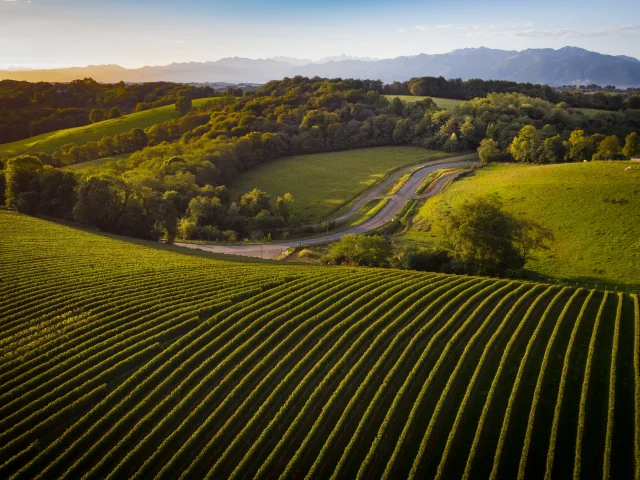 Vignoble de Jurançon