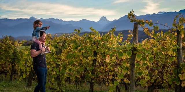 Vignobles De Jurancon Familles Ossau Pau Pyrenees Tourisme1