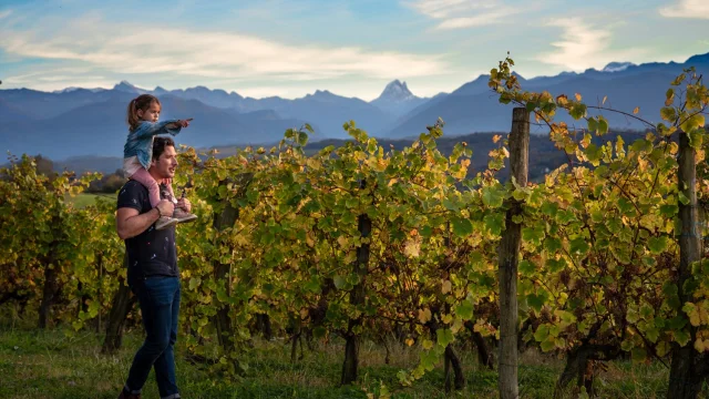 Vignoble de Jurançon