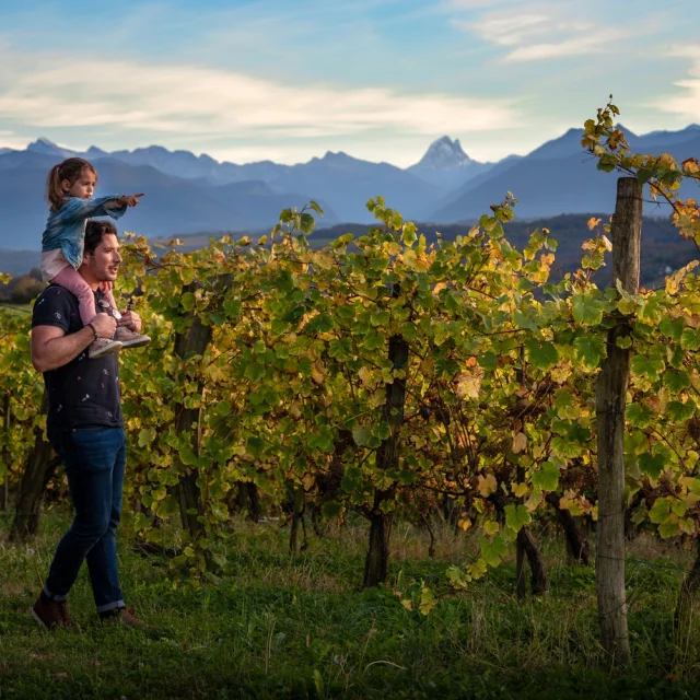 Vignoble de Jurançon