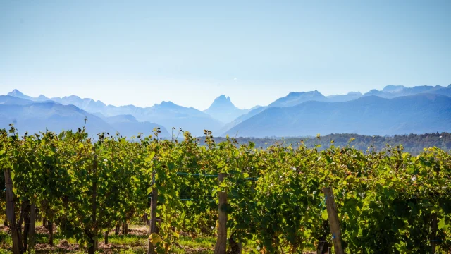 Vignoble de Jurançon