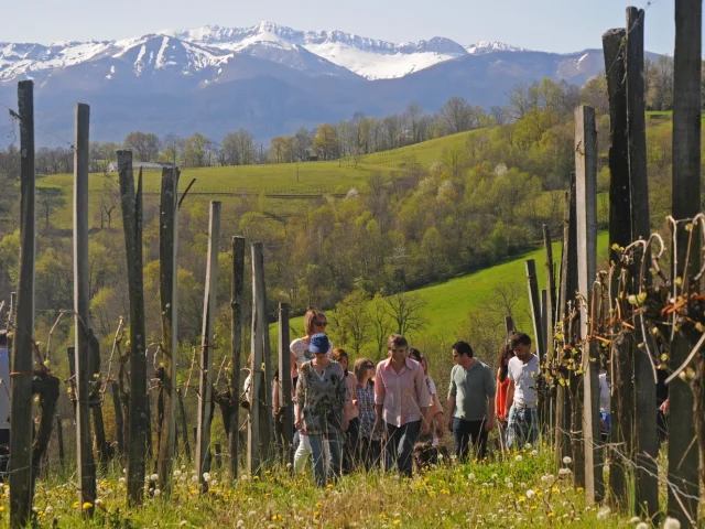 Domaine Latapy - Jurançon