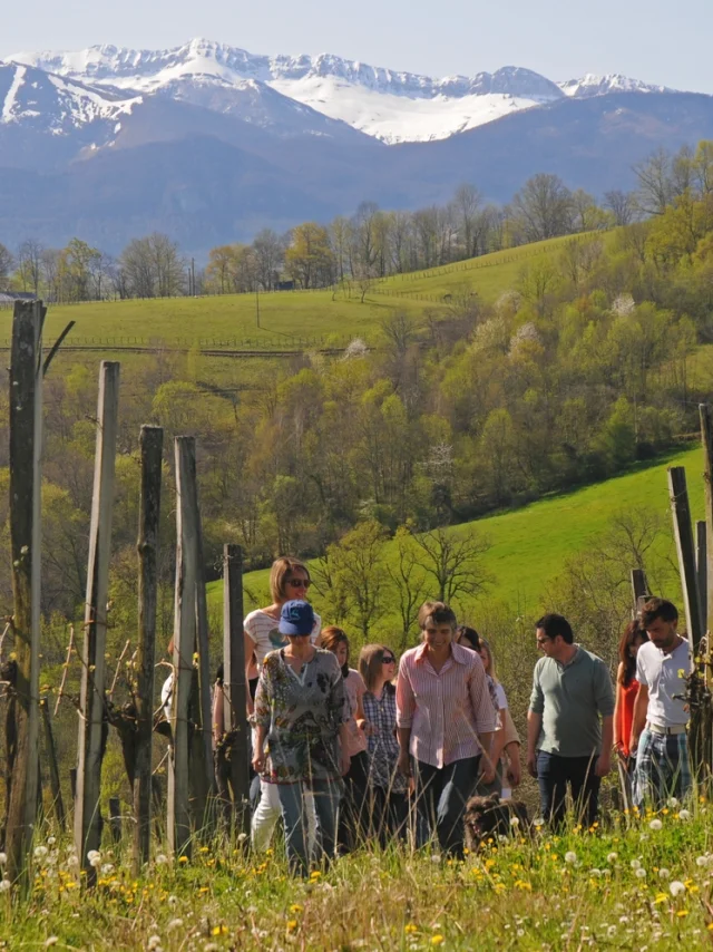 Domaine Latapy - Jurançon