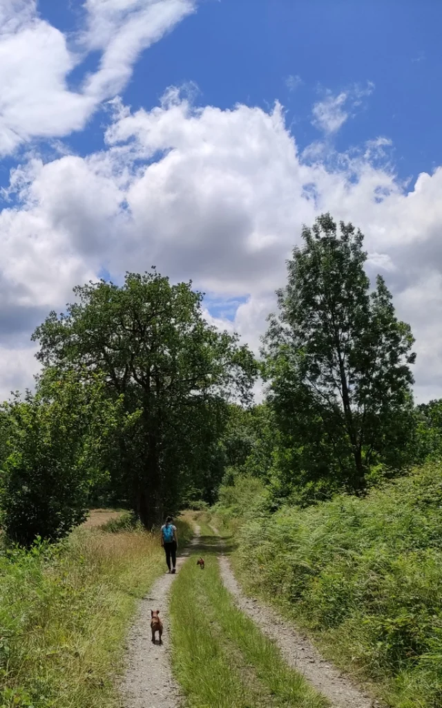 Randonner avec son chien à Pau Pyrénées