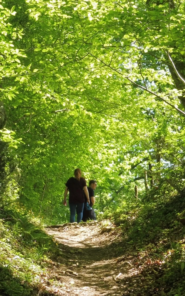 Randonnée en forêt à Pau Pyrénées