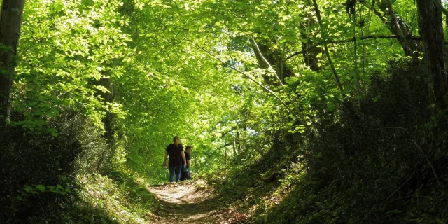 Randonnée en forêt à Pau Pyrénées