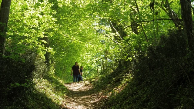 Randonnée en forêt à Pau Pyrénées