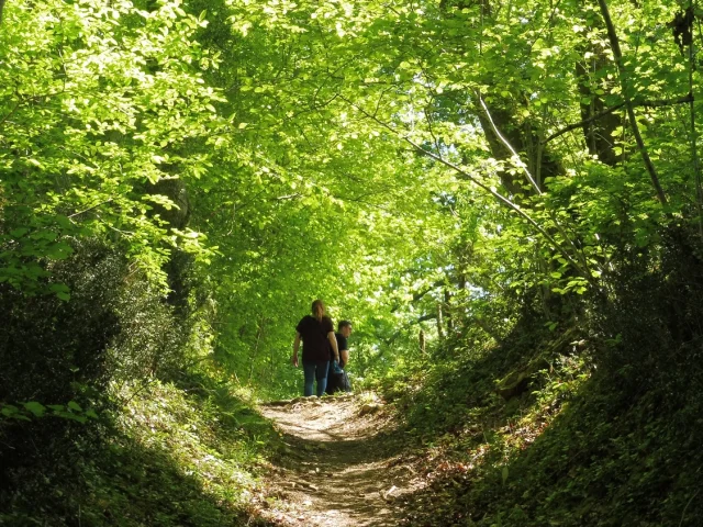 Randonnée en forêt à Pau Pyrénées