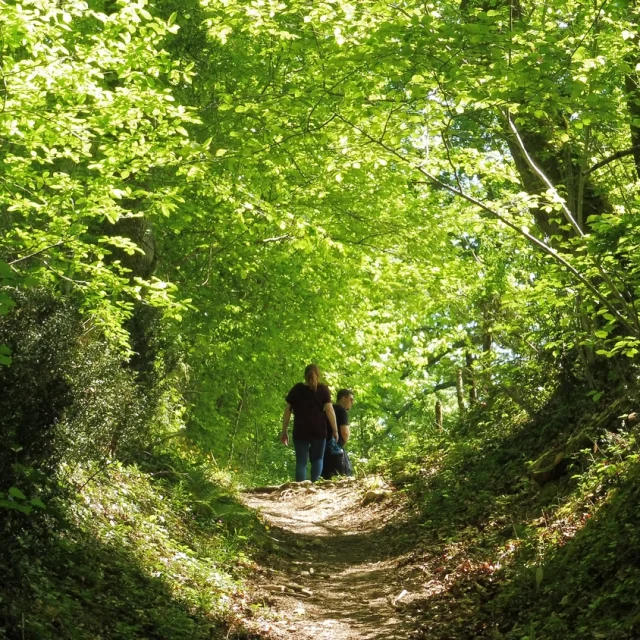 Randonnée en forêt à Pau Pyrénées