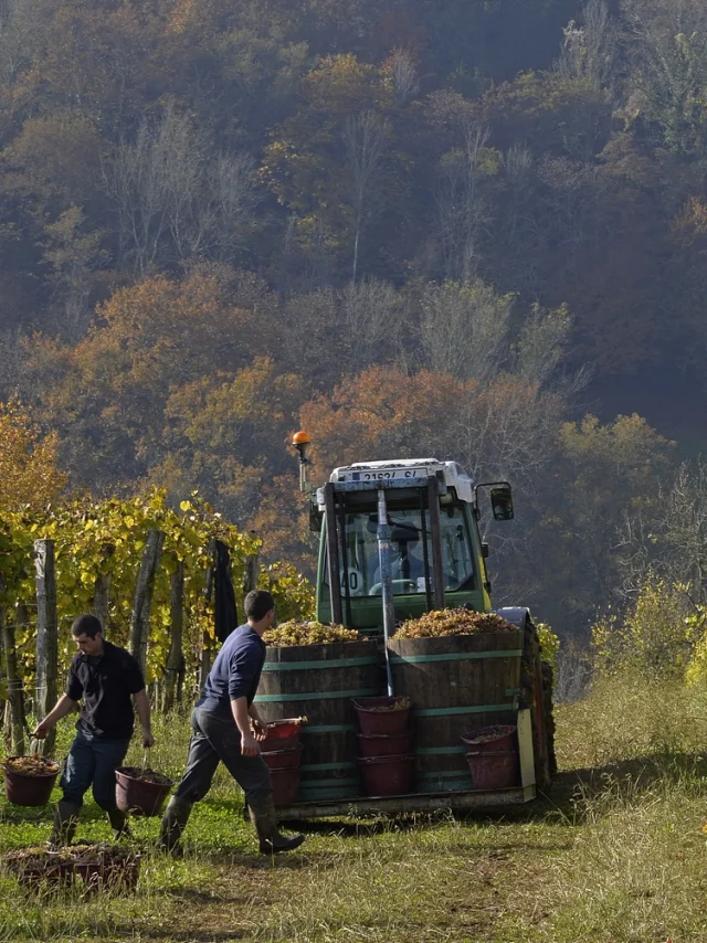 Cave coopérative de Jurançon à Gan