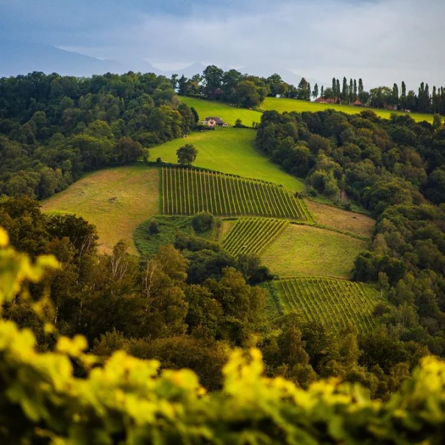 Vignoble de Jurançon