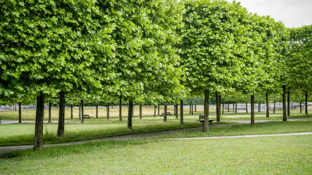 Domaine national du Château de Pau - La Basse Plante