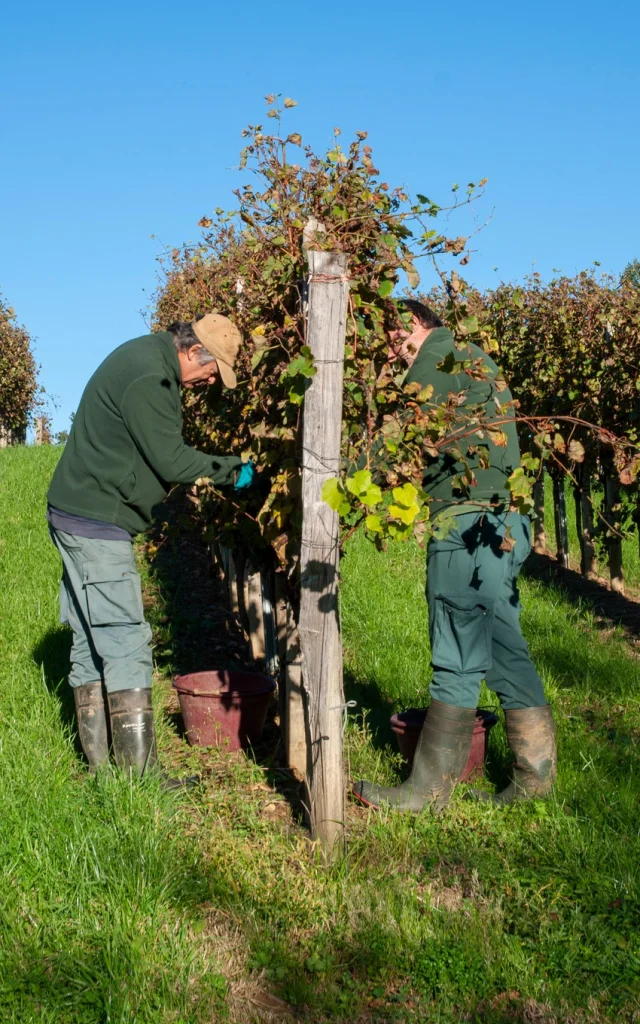 Vendanges en Jurançon