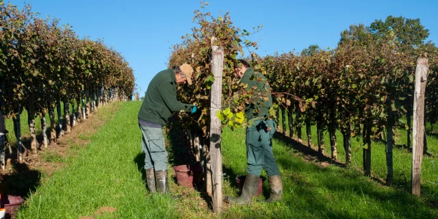 Vendanges en Jurançon