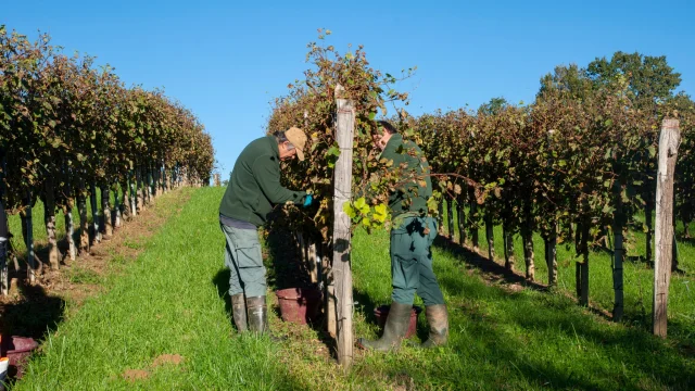 Vendanges en Jurançon