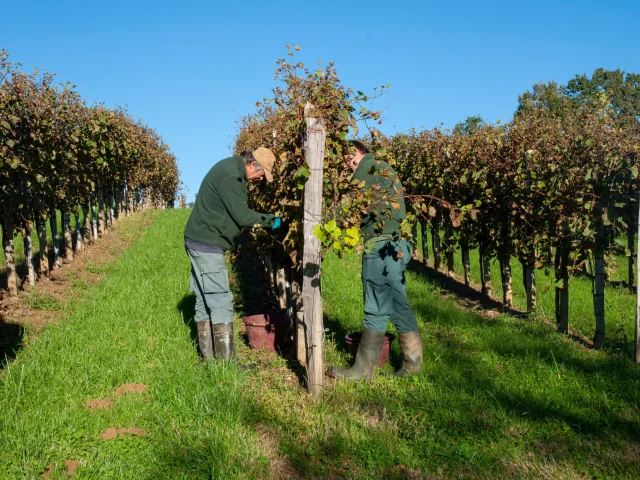 Vendanges en Jurançon