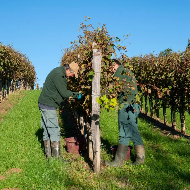 Vendanges en Jurançon