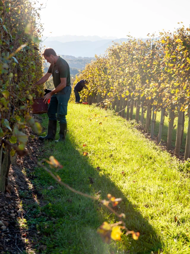 Vendanges en Jurançon