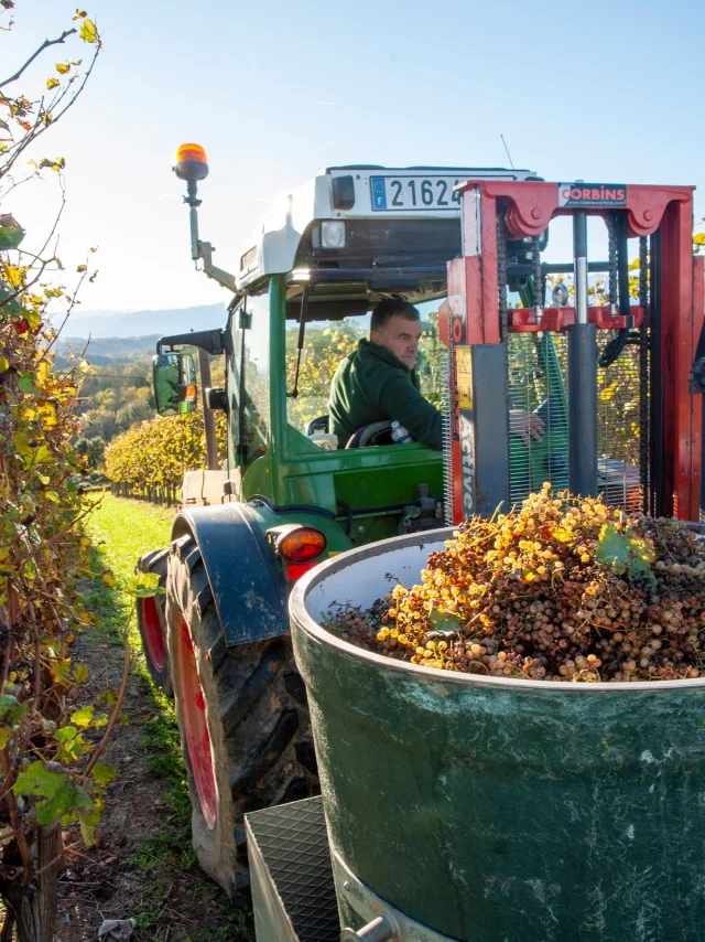 Vendanges en Jurançon