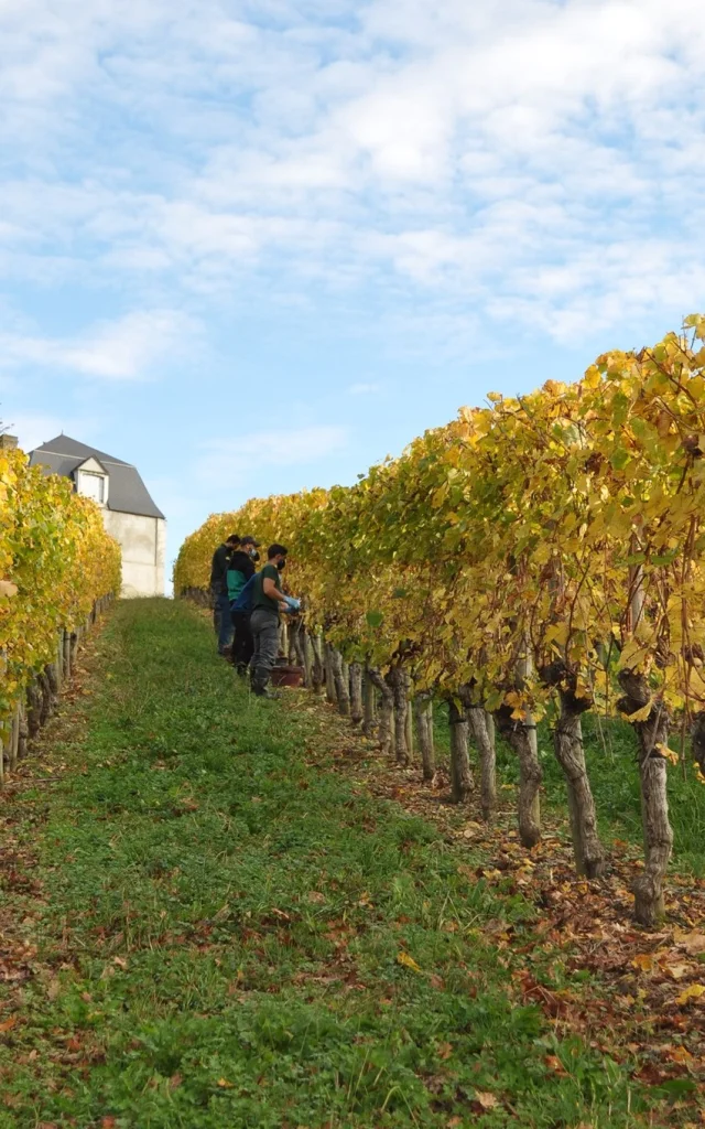 Vendanges en Jurançon