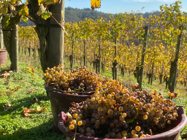 Vendanges en Jurançon