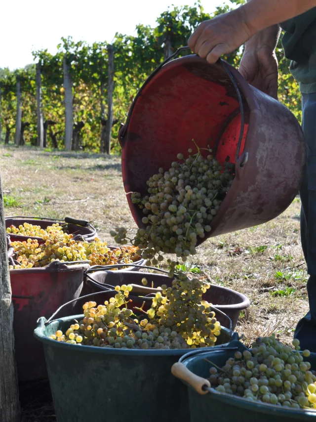 Vendanges en Jurançon