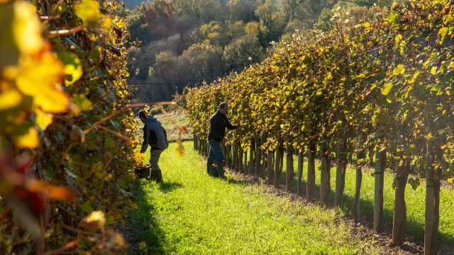 Vendanges en Jurançon