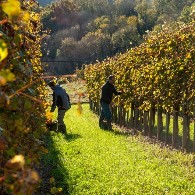 Vendanges en Jurançon