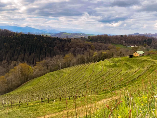 Vignoble de Jurançon