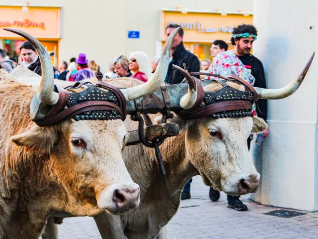 Carnaval Biarnes 2020 Ville De Pau